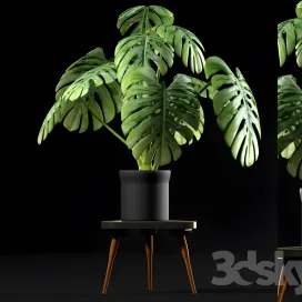 Monstera plants
